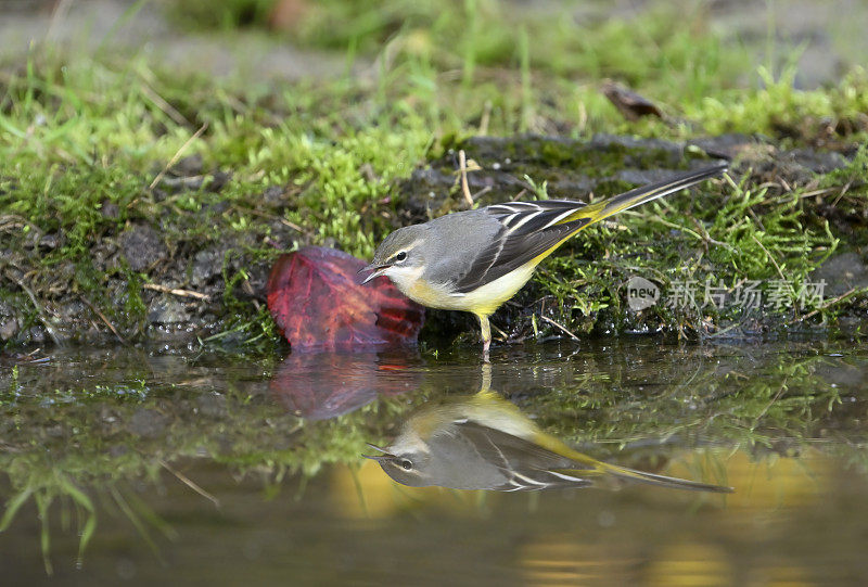 灰鹡鸰(Motacilla cinerea)